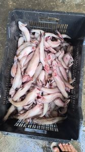 Bombay Duck Fish