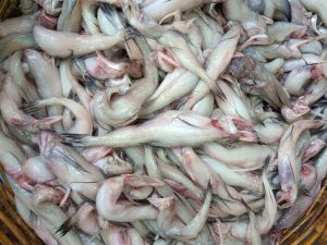 Fresh Fish