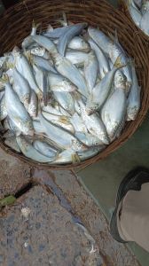 Fresh Hilsa Fish