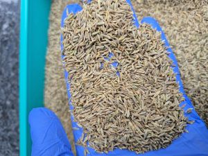 Cumin Seeds