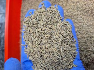 Cumin Seeds