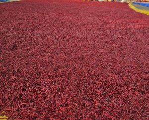Dry Red Chilli