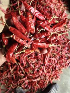 Dry Red Chilli