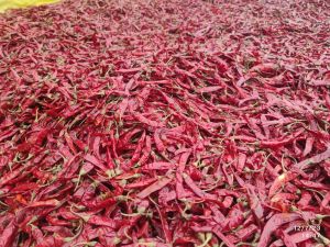 Dry Red Chilli