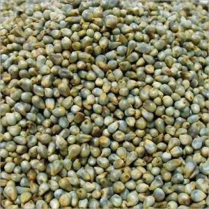 Green Pearl Millet