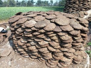 Round Cow Dung Cake