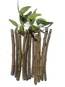 Neem Datun Toothbrush