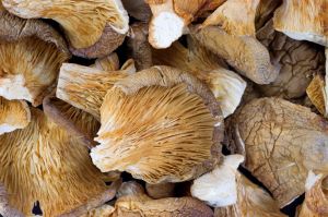 Dried Oyster Mushroom