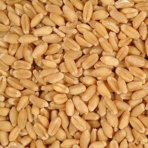 Sortex Clean Wheat Grain