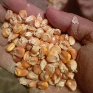 Yellow Maize Seeds