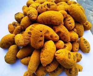 Round Turmeric Bulb