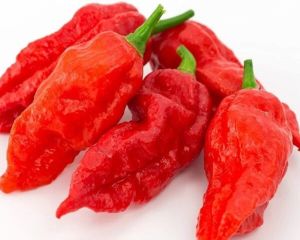 Fresh Ghost Pepper