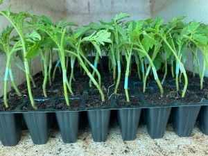 Grafted Tomato Seedling