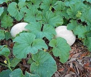 Muskmelon Seedling