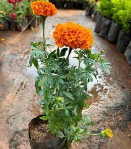 Orange Marigold Flower Seedling