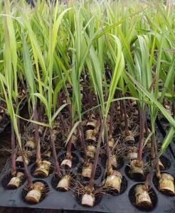 Saccharum Officinarum Sugarcane Seedling