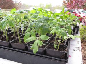 Tomato Seedling