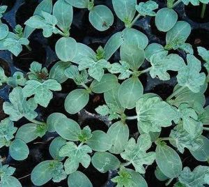 Watermelon Seedling
