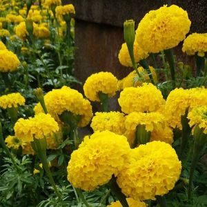 Yellow Marigold Flower Plant