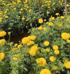 Yellow Marigold Seedling