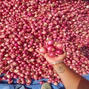 Farm Fresh Red Onion