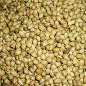 Whole Coriander Seed