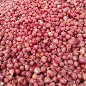 55mm Fresh Red Onion