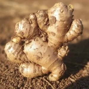 Fresh Raw Ginger
