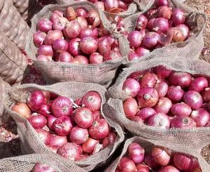 Fresh Maharastra Onion