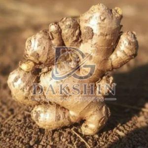 Fresh Raw Ginger
