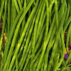 Farm Fresh Drumstick