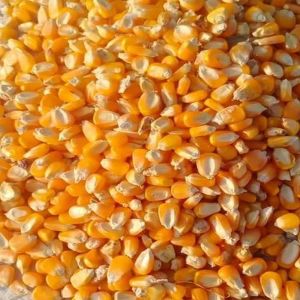 Food Grade Yellow Corn Maize