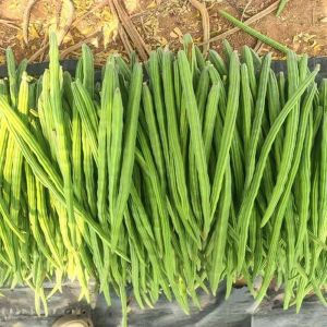 Organic Fresh Drumstick