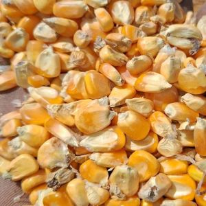 Organic Yellow Maize