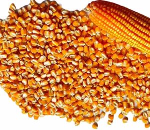 Yellow Corn Animal Feed