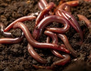 African Nightcrawler Earthworms