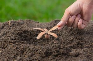 Agricultural Grade Vermicompost