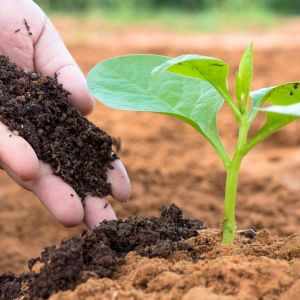 Bio Organic Vermicompost