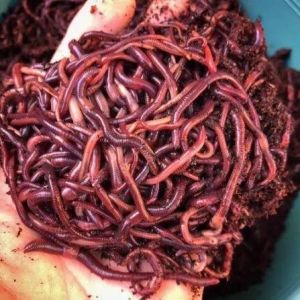 Eisenia Fetida Earthworms