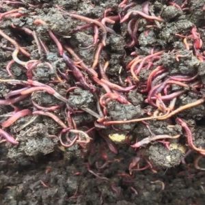 Eisenia Fetida Red Wiggler Earthworms