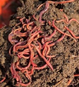 Live Compost Earthworms
