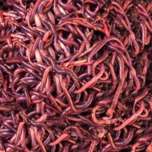 Live Natural Compost Earthworms