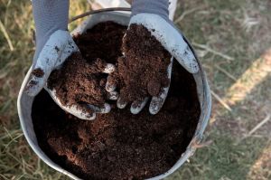 Nutrient Rich Vermicompost