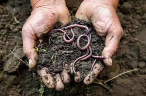 Organic Compost Earthworms