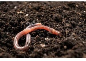 Organic Farming Earthworms