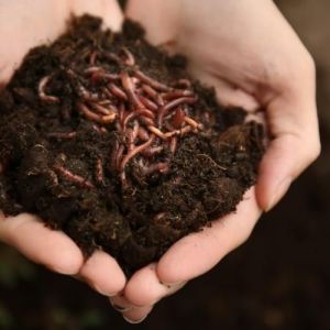 Organic Vermicompost Fertilizer