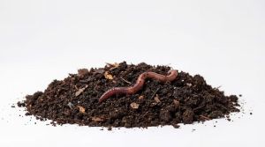 Premium Vermicompost Organic Manure