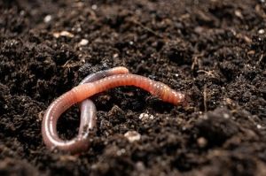 Vermicompost Culture Earthworms