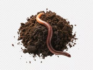 Vermiculture Earthworms