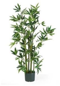 Bamboo Plants